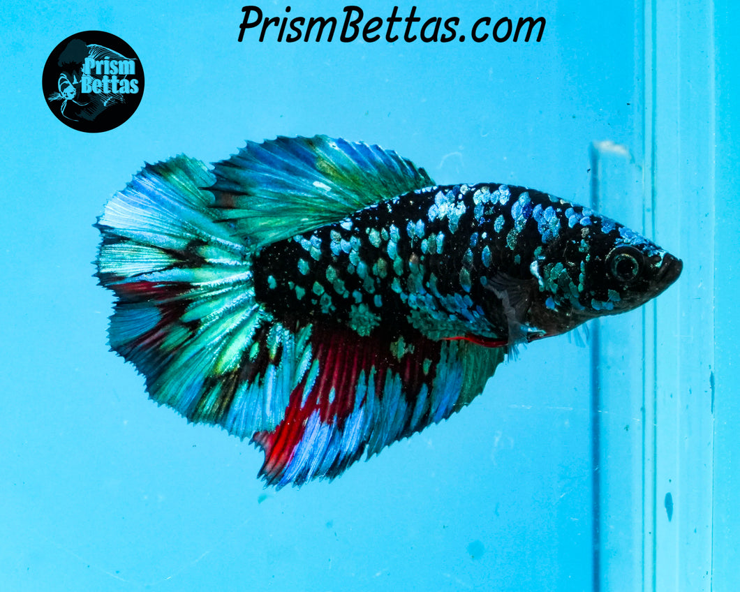 Blackstar Rosetail Halfmoon Female