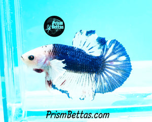 Blue Marble Dumbo Halfmoon Plakat Male