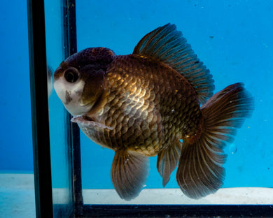 Panda Monster Oranda (4 inches). Imported from Thailand