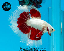 Load image into Gallery viewer, Red Snow Dragon Butterfly Halfmoon Male