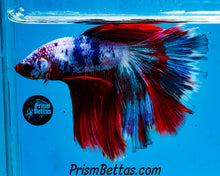 Load image into Gallery viewer, Marble Halfmoon Male