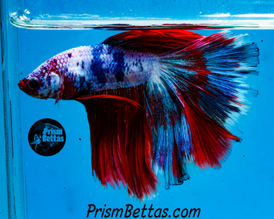 Marble Halfmoon Male