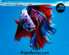 Load image into Gallery viewer, Marble Halfmoon Male