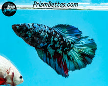 Load image into Gallery viewer, Blackstar Rosetail Halfmoon Female