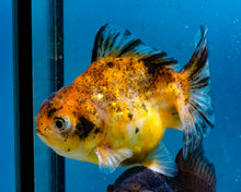 Load image into Gallery viewer, Calico Monster Oranda Male (3 inches). Imported from Thailand