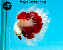 Load image into Gallery viewer, Red Snow Dragon Butterfly Halfmoon Male