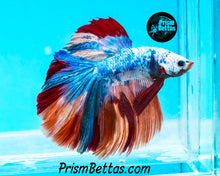 Load image into Gallery viewer, Rainbow Marble Halfmoon Male