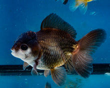 Load image into Gallery viewer, Panda Monster Oranda (4 inches). Imported from Thailand