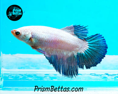 Blue Rim Marble Halfmoon Female