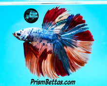 Load image into Gallery viewer, Rainbow Marble Halfmoon Male