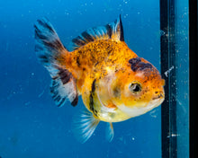 Load image into Gallery viewer, Calico Monster Oranda Male (3 inches). Imported from Thailand