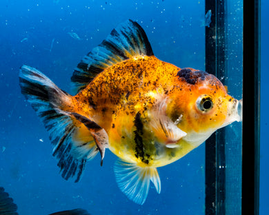 Calico Monster Oranda Male (3 inches). Imported from Thailand