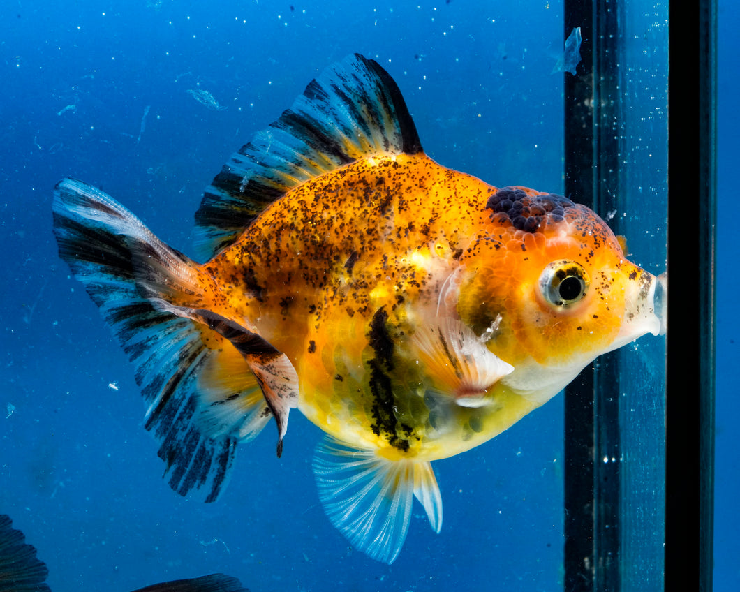 Calico Monster Oranda Male (3 inches). Imported from Thailand