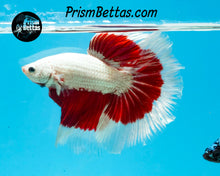 Load image into Gallery viewer, Red Snow Dragon Butterfly Halfmoon Male