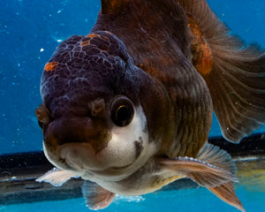 Panda Monster Oranda (4 inches). Imported from Thailand