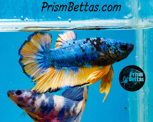 Mustard Gas Galaxy Halfmoon Plakat Male