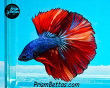 Load image into Gallery viewer, Rainbow Marble Halfmoon Male