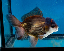 Load image into Gallery viewer, Panda Monster Oranda (4 inches). Imported from Thailand