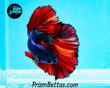 Load image into Gallery viewer, Rainbow Marble Halfmoon Male