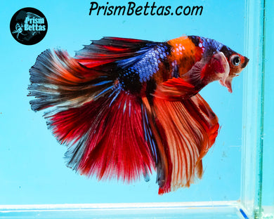 Candy Koi Halfmoon Male