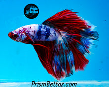 Load image into Gallery viewer, Marble Halfmoon Male