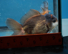 Load image into Gallery viewer, Panda Monster Oranda (4 inches). Imported from Thailand