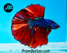 Load image into Gallery viewer, Rainbow Marble Halfmoon Male