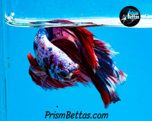 Load image into Gallery viewer, Marble Halfmoon Male