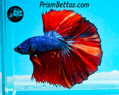 Rainbow Marble Halfmoon Male