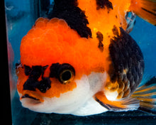 Load image into Gallery viewer, Apache Monster Oranda Male (3.25 inches). Imported from Thailand