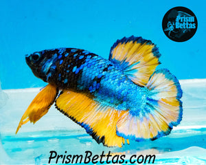 Mustard Gas Galaxy Halfmoon Plakat Male