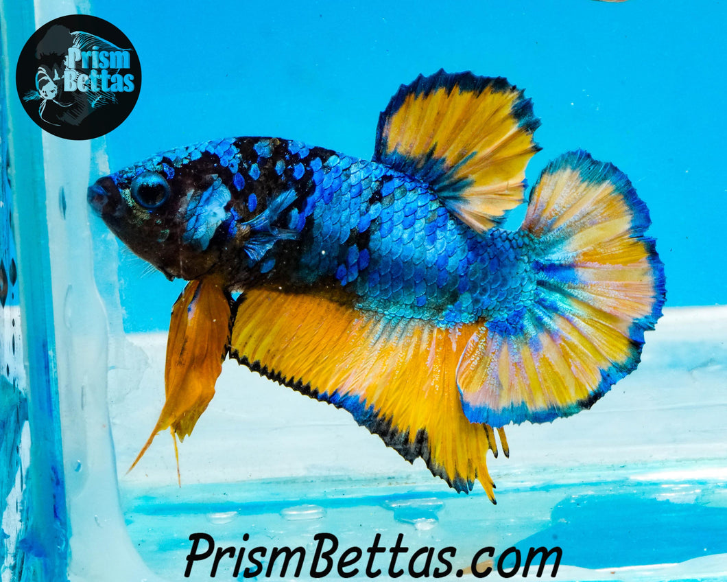 Mustard Gas Galaxy Halfmoon Plakat Male