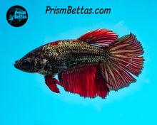 Load image into Gallery viewer, Red Copper Halfmoon Female