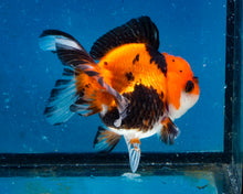 Load image into Gallery viewer, Apache Monster Oranda Male (3.25 inches). Imported from Thailand