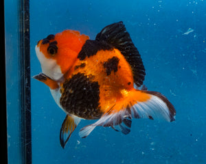 Apache Monster Oranda Male (3.25 inches). Imported from Thailand