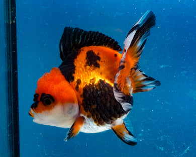 Apache Monster Oranda Male (3.25 inches). Imported from Thailand