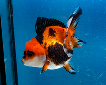 Load image into Gallery viewer, Apache Monster Oranda Male (3.25 inches). Imported from Thailand