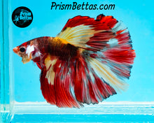 Load image into Gallery viewer, Candy Koi Halfmoon Male