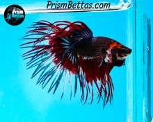 Load image into Gallery viewer, Red Devil Marble Crowntail Male