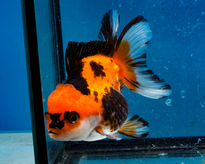 Apache Monster Oranda Male (3.25 inches). Imported from Thailand