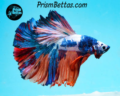 Rainbow Marble Halfmoon Male