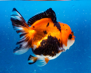 Apache Monster Oranda Male (3.25 inches). Imported from Thailand