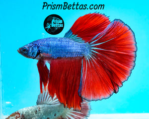 Blue Fire Halfmoon Male