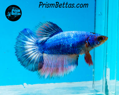 Marble Halfmoon Female