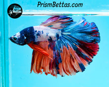 Load image into Gallery viewer, Rainbow Marble Halfmoon Male