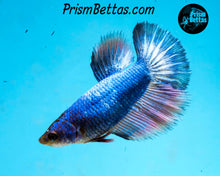 Load image into Gallery viewer, Marble Halfmoon Female