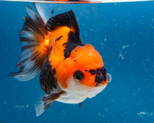 Load image into Gallery viewer, Apache Monster Oranda Male (3.25 inches). Imported from Thailand