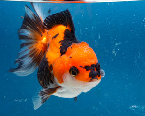 Apache Monster Oranda Male (3.25 inches). Imported from Thailand