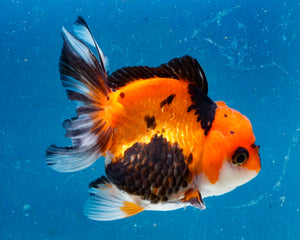 Apache Monster Oranda Male (3.25 inches). Imported from Thailand