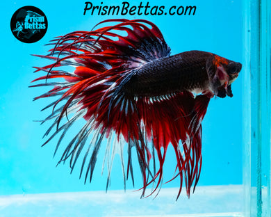 Red Devil Marble Crowntail Male